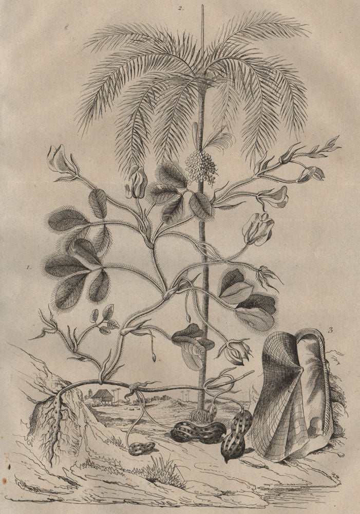 Arachide (Peanut plant). Arec (areca). Arche (Ark) /Ark clam 1834 old print